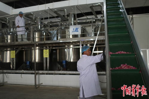 沙漠玫瑰 当坚韧生命与前沿科技相遇